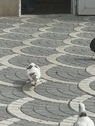 Göyərçinlər: Məhsul: Göyərçinlər (şəkillərdəki müxtəlif rəng və naxışlarda) — 14