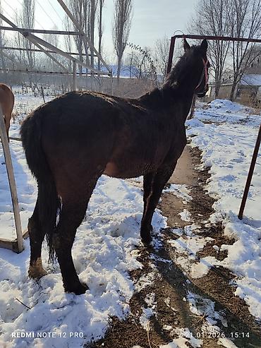 Лошади, кони: Продаю | Жеребец | Полукровка | Рабочий — 2