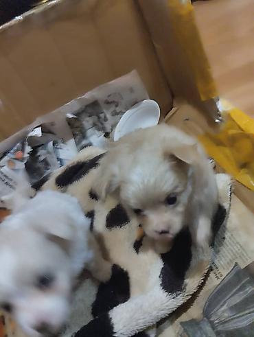 Продажа собак: Чихуахуа, 2 месяца, Самец — 6