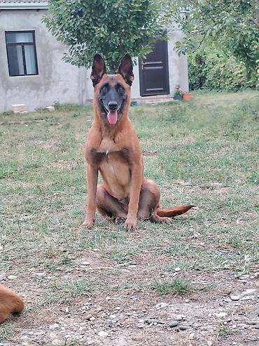 qala cinsi qoyun satilir: Belçika çoban iti, 5 ay, Erkək, Peyvəndli, Pulsuz çatdırılma — 6