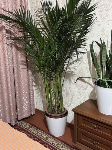 растения для офиса: Пальма арека в белом горшке. Это растение с пышными, перистыми