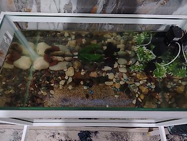 teze bazar akvarium: Dekorativ akvarium uzunu 90 eni 45 hunduru 50 hecbir prablemi yoxdu — 3
