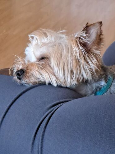 İtlər: Yorkşir teryer, 10 ay, Erkek, Peyvəndli, Ödənişli çatdırılma — 5