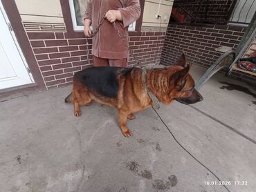 Продажа собак: Немецкая овчарка, кобель, экстерьер восточно-европейского/шоу-типа — 3