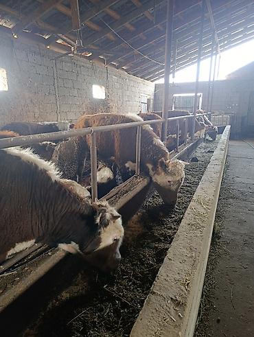 Коровы, быки: Продаю | Бык (самец) | Герефорд | На откорм | Племенные — 18