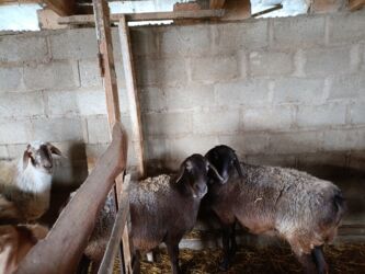 срочно продаю в связи с переездом: Продаю | Овца (самка), Ягненок, Баран (самец) | На забой, Для разведения, Для шерсти