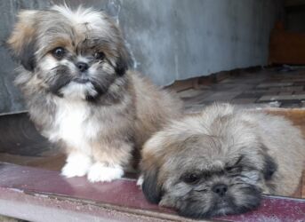 İtlər: Pekines, 1 ay, Dişi, Ödənişli çatdırılma — 3
