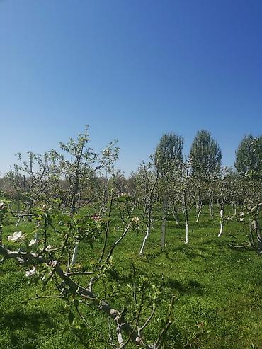 Продажа сельхоз предприятий: Продаю 6 ти летние яблоневые деревья (действующий яблоневый сад) — 3