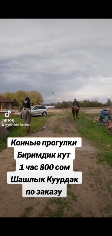 термобудка бишкек: Конные прогулки Биримдик кут Бишкек