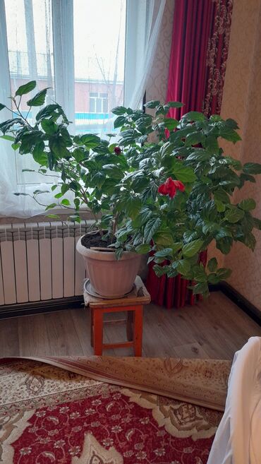 Другие комнатные растения: Кит роза