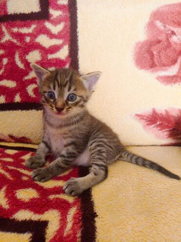 syamski pisik: Erkekdir 2 aylıq Ev pişiyi Çox oynağan şirin və maraqlı pişikdir ☺️