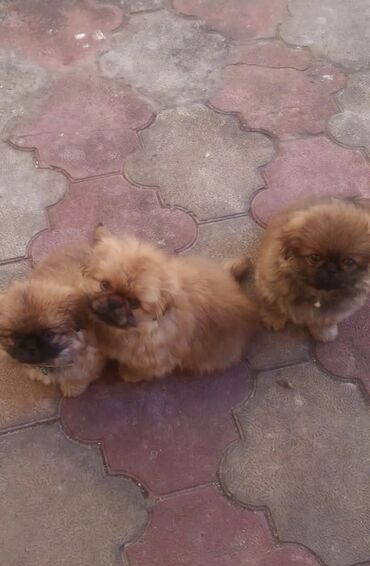 İtlər: Pekines, 1 ay, Dişi, Peyvəndli, Ünvandan götürmə