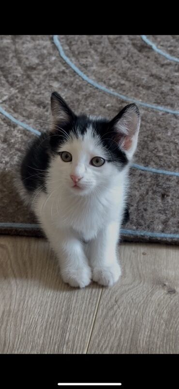 куда можно сдать кошку: Котята, домашние, короткошёрстные. - Возраст: примерно 2 месяца (на