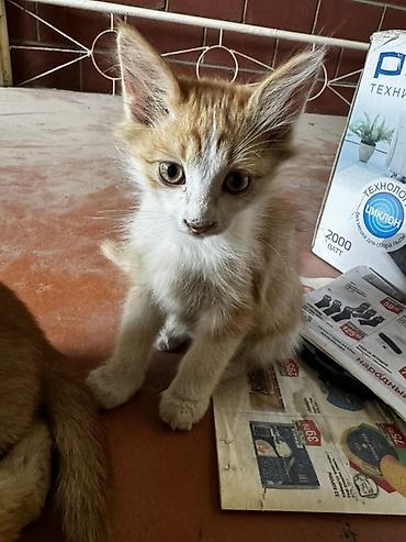 Кошка даром: Беспородная, 1 месяц, Мальчик, Приучена к лотку at lalafo.kg Кошка даром: Беспородная, 1 месяц, Мальчик, Приучена к лотку