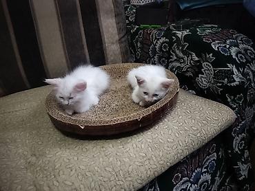 Продажа кошек: Отдаю котят в хорошие,ответственные руки.Котятам 2 месяца, к лотку — 5