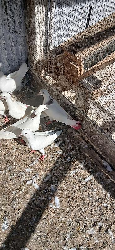 goyerçin: 16 eded tam saglam qusdu icinde 5 iran qusu 4 boynu gullu mayalar — 7