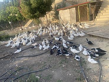 evdə ilbiz: Şəkillərdə müxtəlif növ ev quşları görünür: əsasən ağ qazlar, ördəklər — 2