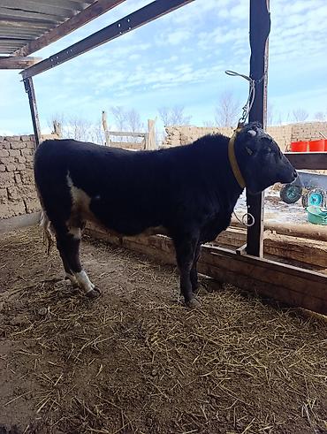 Коровы, быки: Продаю | Бык (самец) | Голштин, Швицкая, Алатауская | На откорм | Привязанные — 10