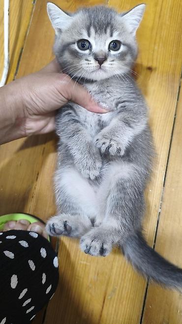 Şinşilla, Erkək, Yaxşı əllərə, Ödənişli çatdırılma lalafo.az -da Şinşilla, Erkək, Yaxşı əllərə, Ödənişli çatdırılma