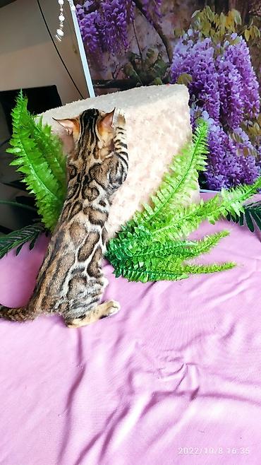 Продажа кошек: Бенгальские Детки .проф питомник Бен Гла Мур. предлагает Девочек и — 15