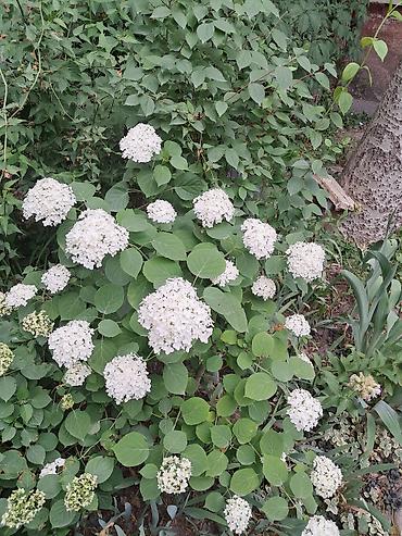 Садовые цветы и кустарники: Саженцы цветка: Ромашки, Самовывоз — 10
