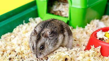 Gəmiricilər: Məhsul: Cırtdan hamster (Djungarian/campbell tipli) Xüsusiyyətlər: - — 2