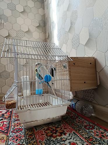 tutuqu: Tutuqusulari satıram sebetnen bir yerdə dişi,erkek 70 manat — 1