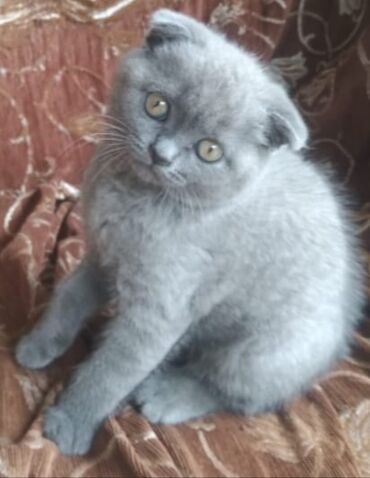 poni qiyməti: Шотландская вислоухая кошка с характерными загнутыми вперёд ушами