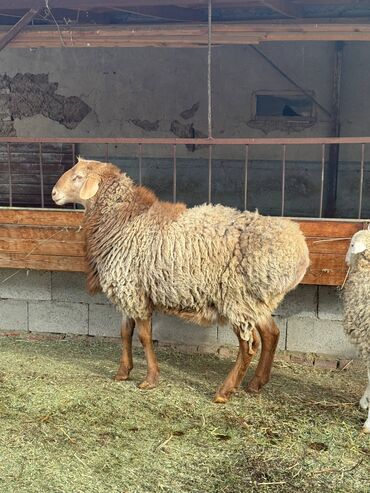 Бараны, овцы: Продаю | Баран (самец) | На забой — 10