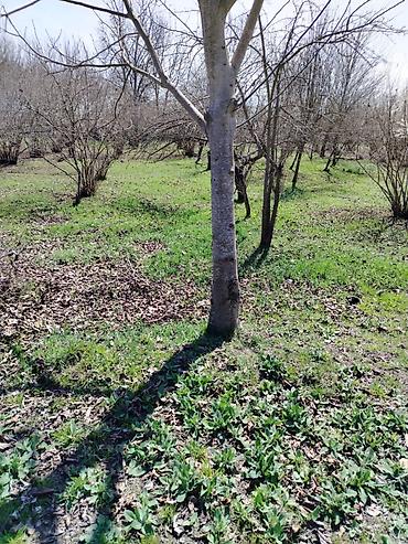mingecevirde tecili satilan evler: Salam qəbələdə lavanda essenso sahəsinə yaxın yerdə fındıq bağı — 1