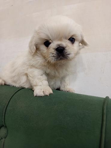 pekines satisi: Pekines — 4