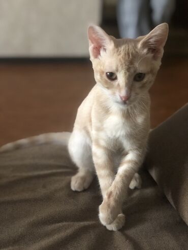продам кошку: 3 айлык, Эркек