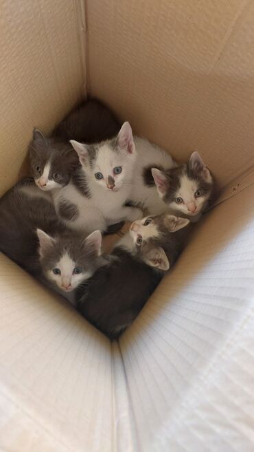 Коты: Britan pisik balalari 5 dene qaldi endirimle biri 50 aznden satilir
