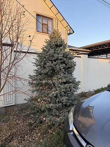 шлифовальную машинку по дереву: Голубая ель (Picea pungens ‘Glauca’) для ландшафта. 2 голубые ели с — 5