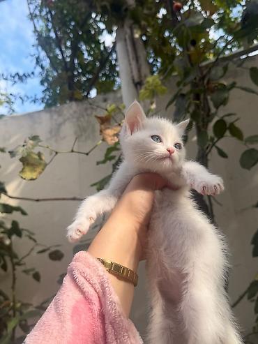 samuyan dermani: Ağ tüklü, mavi gözlü balaca pişik balası - Xüsusiyyətlər: qısa və — 3