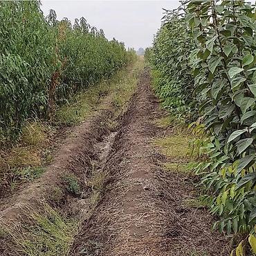 Tinglər: Meyvə və dekorativ ağac tingləri Təsvir: - Tərtər rayonu ərazisində — 18