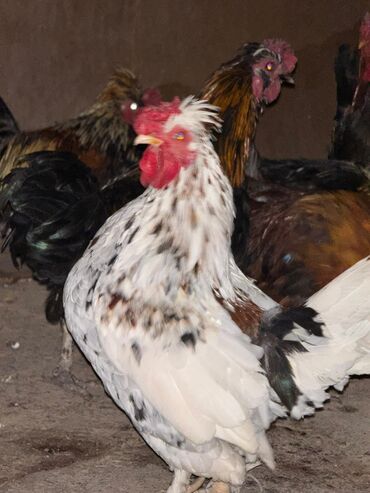 кролик декоративные: Сатам | Короздор, Тооктор