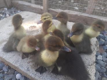 kend colpalari: Salam. 9 dene macar ordek balasi biri 4 manat. unvan xirdalan. 055 — 1
