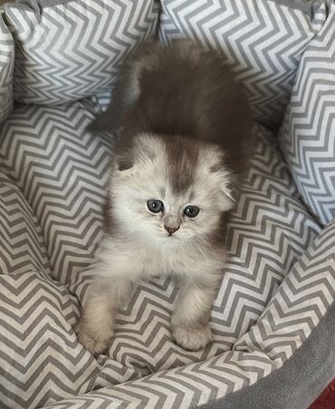 британская короткошерстная кошка золотая шиншилла: Скотиш Фолд (Шотландская вислоухая), 1 месяц, Мальчик, Приучена к лотку, Проглистована