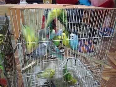 Yemlər: Quş yemləri 1-azn Qırmızı darı topdan 1azn Pərakəndə 1,50azn 1-kq — 21