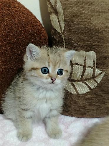 Золотая шиншилла, В добрые руки, Платная доставка at lalafo.az — 3 Золотая шиншилла, В добрые руки, Платная доставка — 3