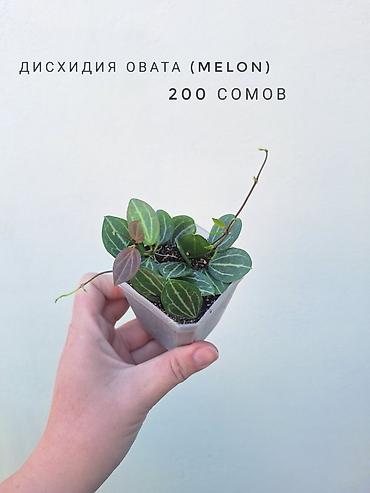 молодая гвардия: 💚 Комнатные растения (детки/молодые растения). 🪴 Названия и цены — 7