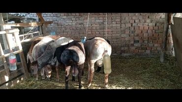 овцы романовской породы купить: Продаю | Баран (самец) | На забой, Для разведения