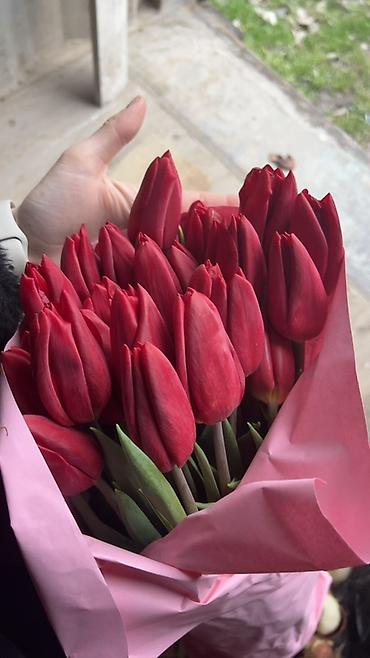 Букеты из живых цветов: ГОЛЛАНДСКИЕ ТЮЛЬПАНЫ К 8 МАРТА 🌷 Высота 60–70 см - крупные бутоны at lalafo.kg — 1 Букеты из живых цветов: ГОЛЛАНДСКИЕ ТЮЛЬПАНЫ К 8 МАРТА 🌷 Высота 60–70 см - крупные бутоны — 1