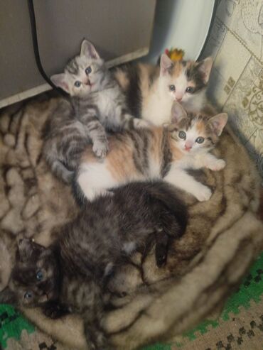 котяти: Британская короткошёрстная, 2 месяца, Девочка, Биколор, Проглистована