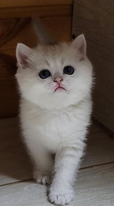 Pişiklər: Şinşilla — 5