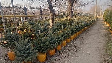 Другие товары для дома и сада: Голубой ель. Тянь-шаньский ель.береза,Пихта,Сосна, сатылат — 2