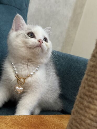 Pişiklər: Dişi, Erkək, Yaxşı əllərə, Ünvandan götürmə -da lalafo.az — 4 Pişiklər: Dişi, Erkək, Yaxşı əllərə, Ünvandan götürmə — 4