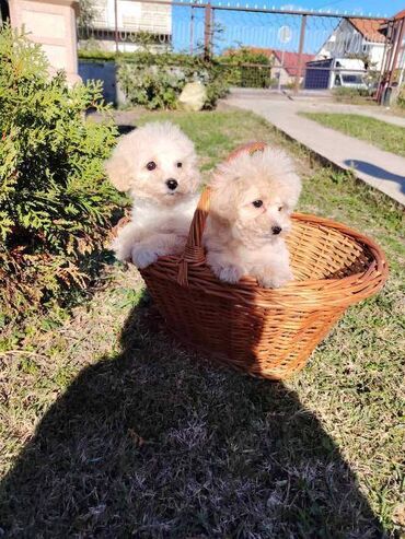 Psi: Bišon pudla štenci Štenci bi-pu, kombinacija bišon-pudla, stari 2 — 1