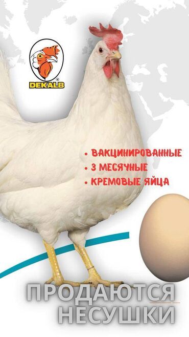 Корма для с/х животных: Продаю | Цыплята | Несушки